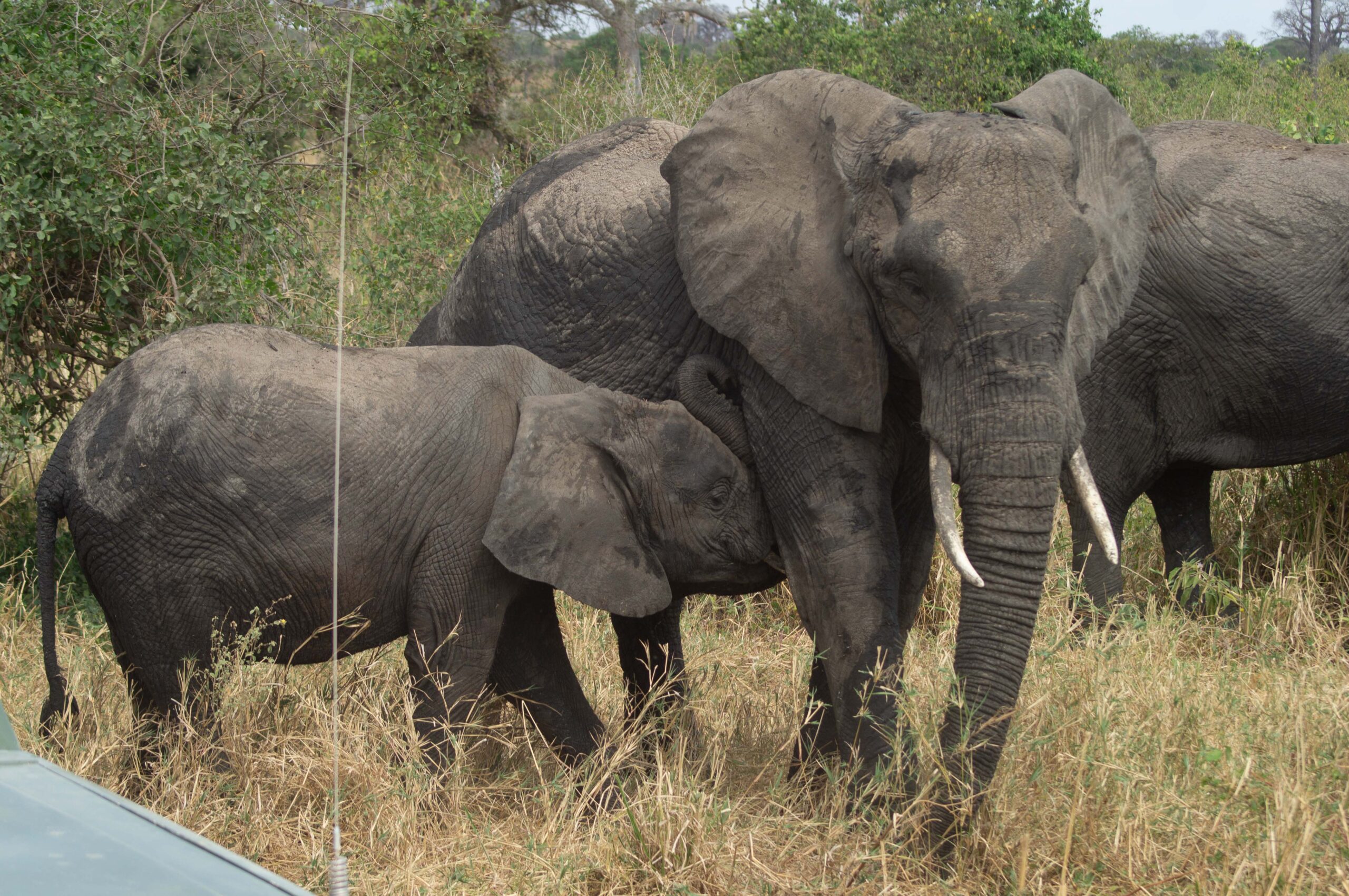 7 Days Northern Tanzania Safari